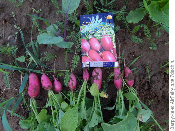 Урожай, 24 июня 2021 г.