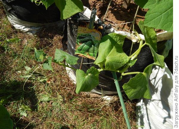 Цветение, 9.07.2021