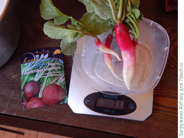 Редис "Фиолетовая королева" и "Пинк сюрприз"
