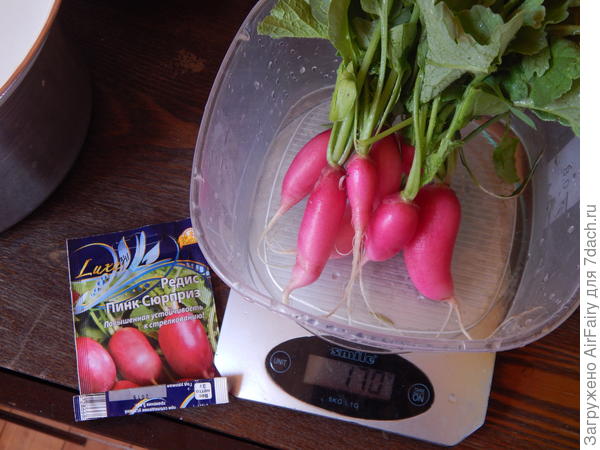 Редис "Фиолетовая королева"