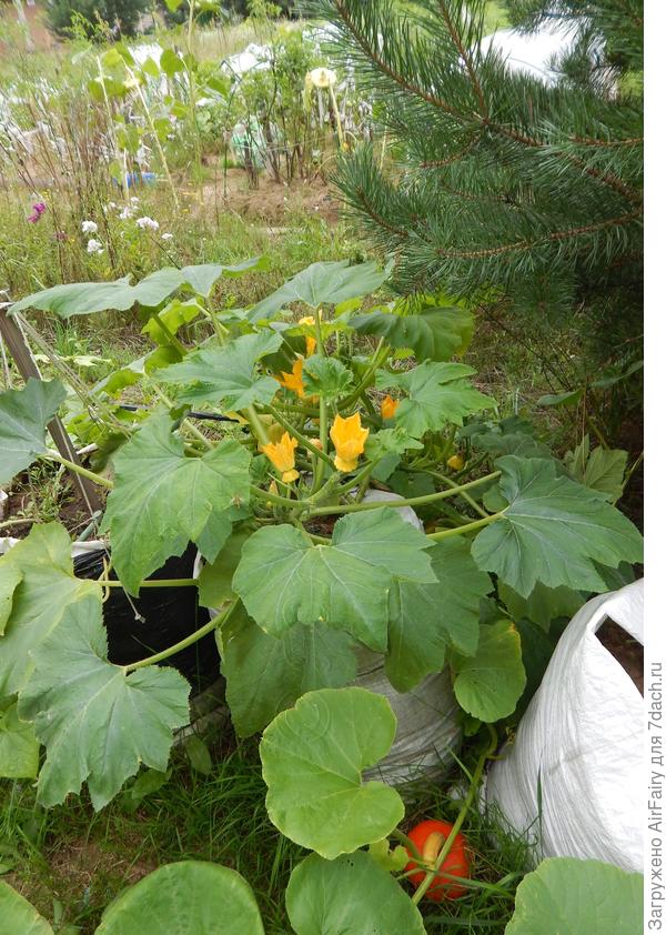 Мешочная тыковка