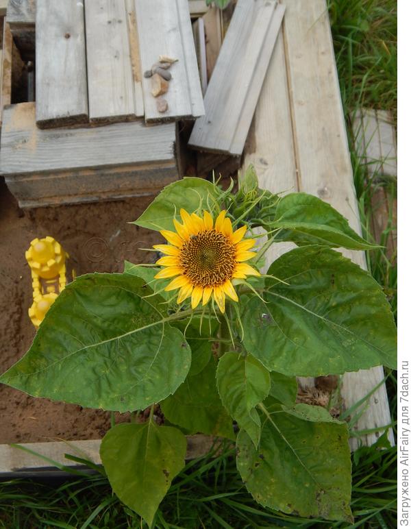 Солнечное золото (Дом Семян) - посадили его очень поздно, практически в конце июня в песочницу сына. Он же за ним и ухаживал. Вопреки всему подсолнечник аж в октябре месяце все-таки порадовал цветением.