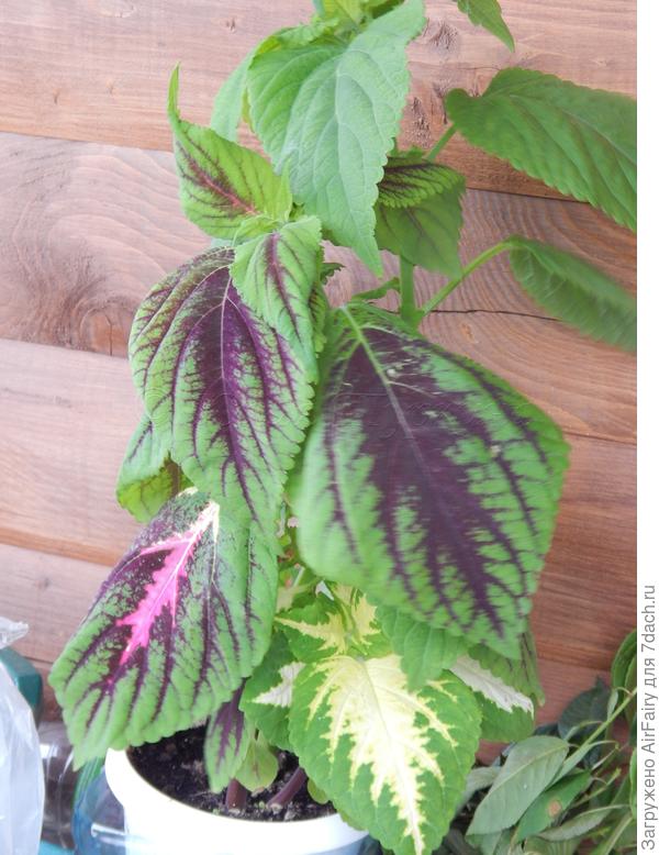 Так и росли втроем все лето