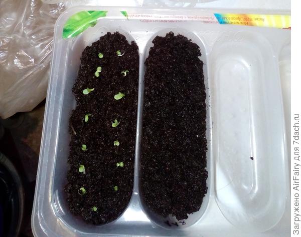 Рассаживание в грунт проклюнувшихся малюток