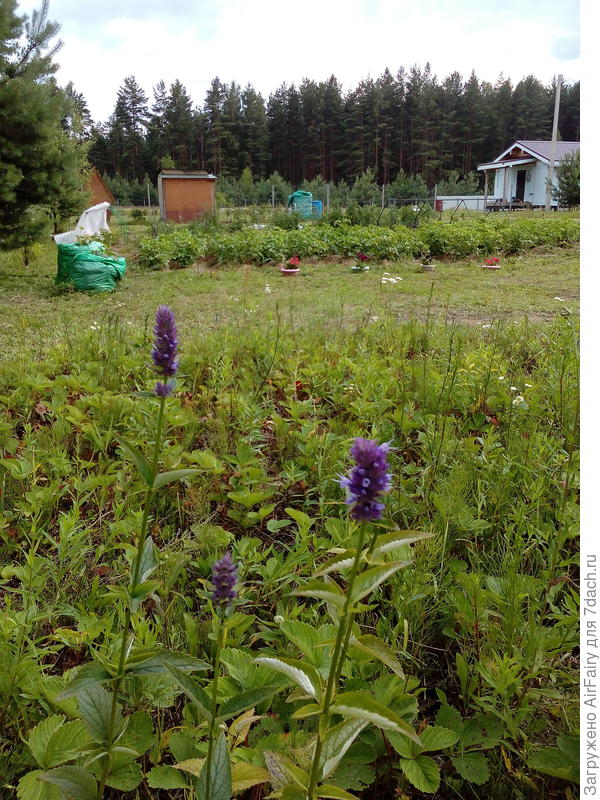 А это корейская мята (она похожа на монарду соцветием)