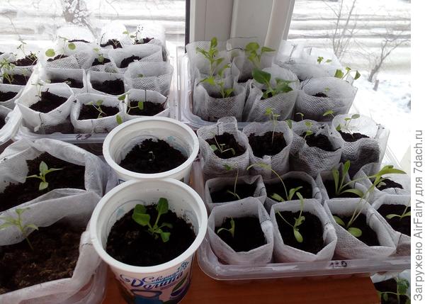 Рассаженные 22 марта малютки