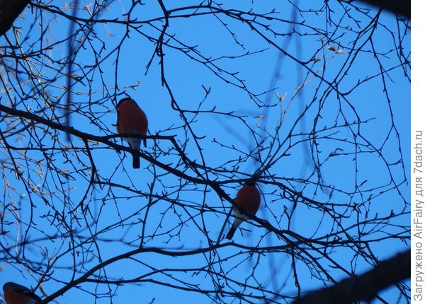 Наши гости)