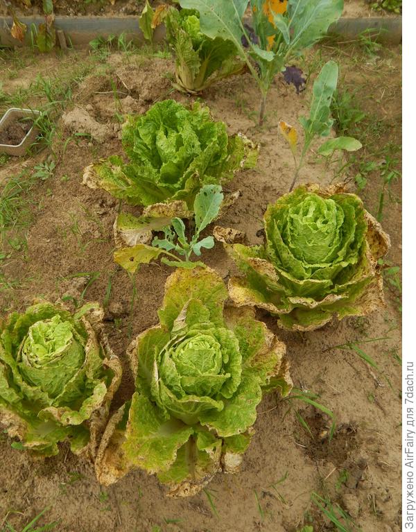 17 августа 2021 г