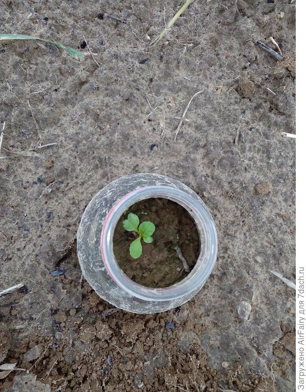 21 мая - первая высадка рассады в грунт