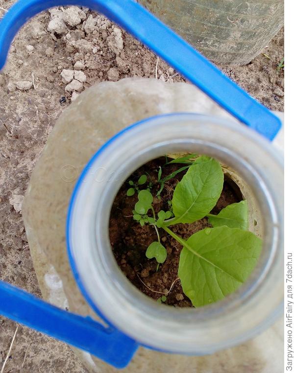 А это уже малыши первой высадки