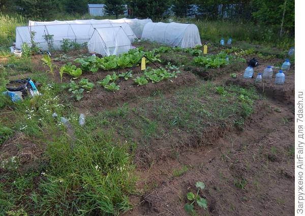 Июнь 2021 г: набираемся сил. Против вредителей развесили, как флажки, клеевые пластины от Ваше хозяйство