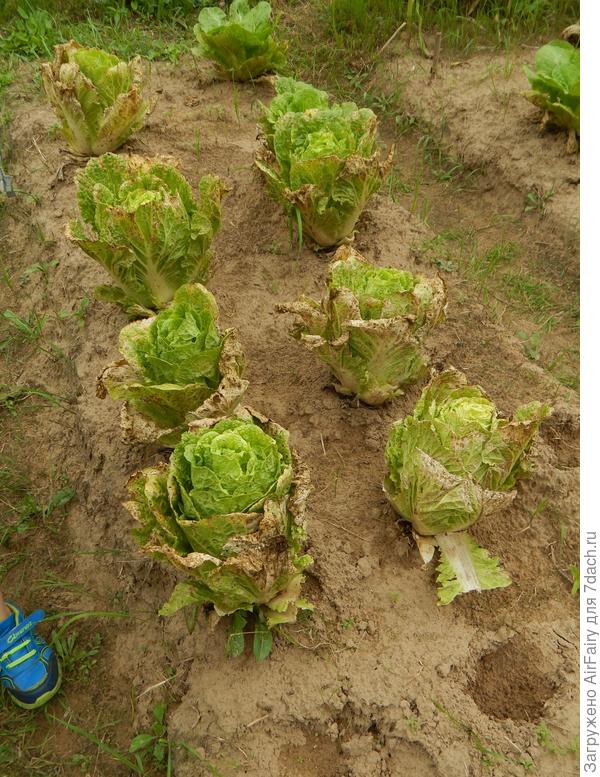 17 августа: полностью сформированные кочашки