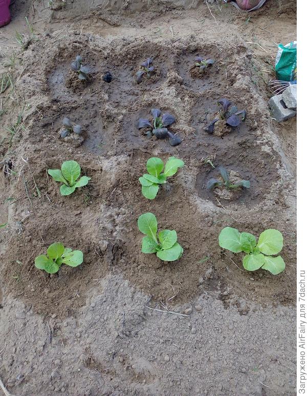 28 мая 2021 г рассадила всю пекинскую капусту из парника, но не очень удачно - практически вся ушла в цвет