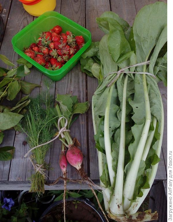 2 июля 2021 г. попробовали китайскую капусту 4 сезона. Если честно, не особо поняла ее. То ли переросла она у нас