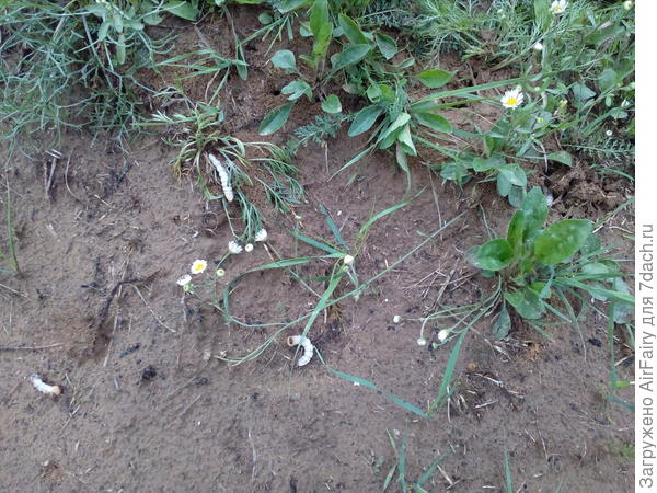 Ужин у лесных муравьев