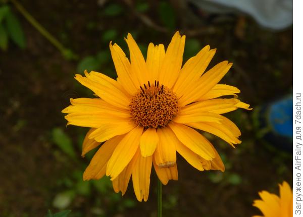 Гелиопсис шероховатый &quot;Летнее солнце&quot;