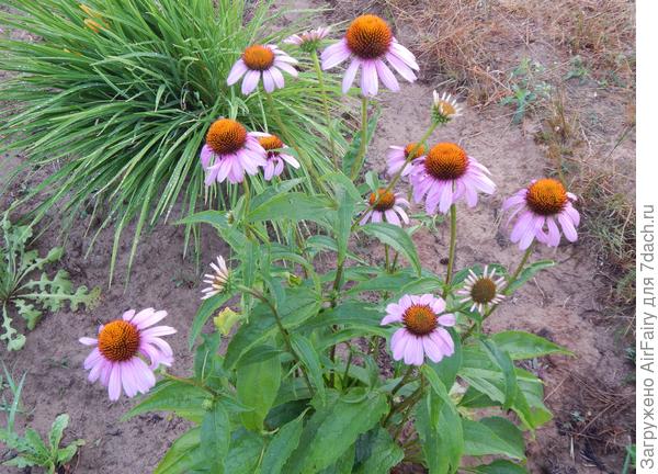 Эхинацея пурпурная