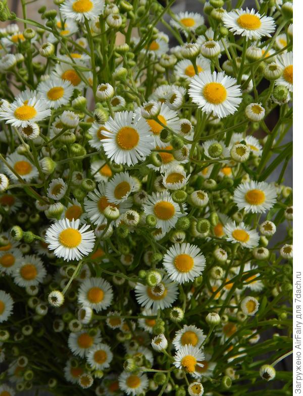 Луговые ромашки