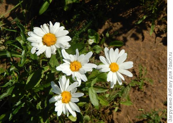 Ромашка &quot;Серебряная Принцесса&quot;