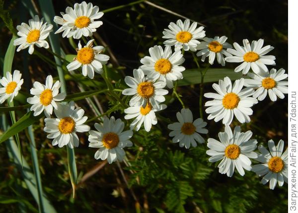 Танацетум «Магма»