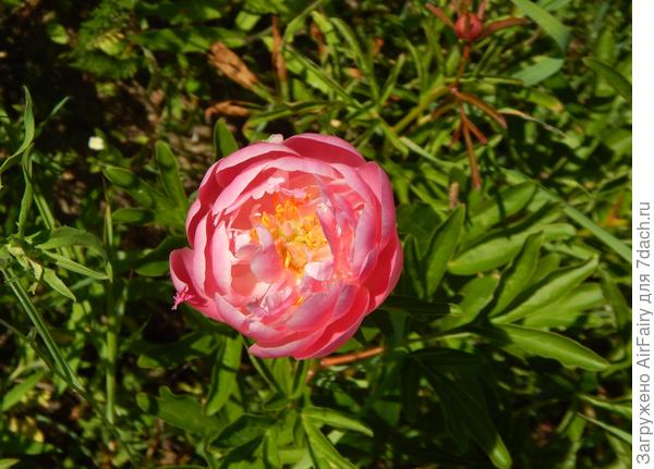 Это один и тот же, только первый цвет успел выпустит до жары. А потом сушь и жара и белый цветок.