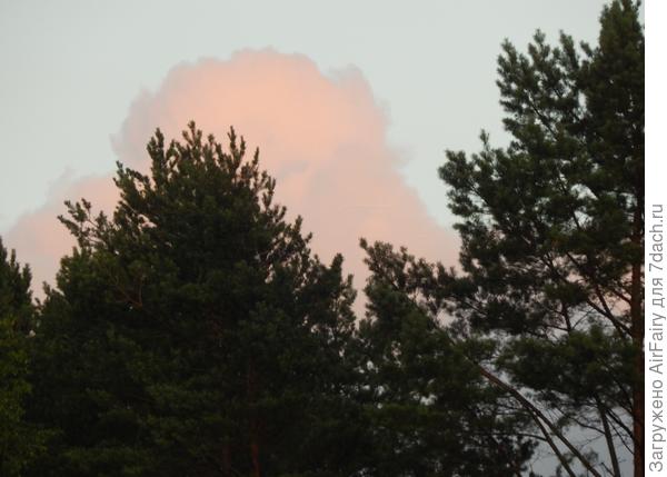 Розовый слоник