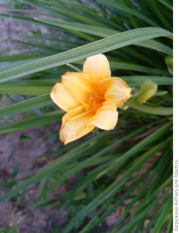 Лилейник Stella D&#39;Oro