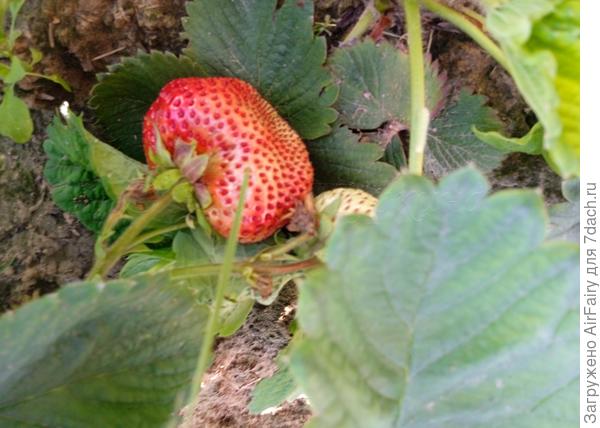 Гигантелла Малейм