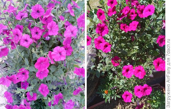 Петуния "Торнадо"