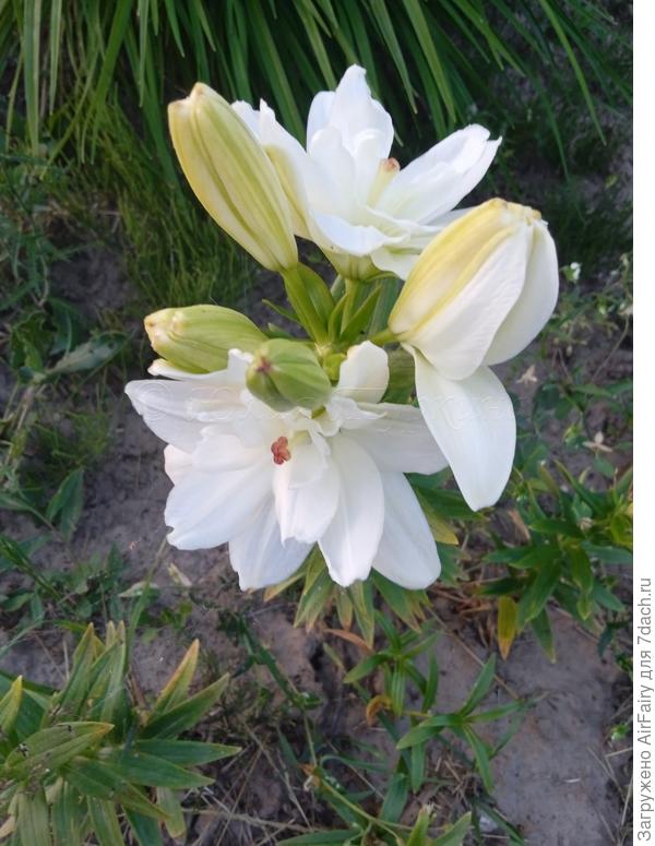 Лилия Анна Мария