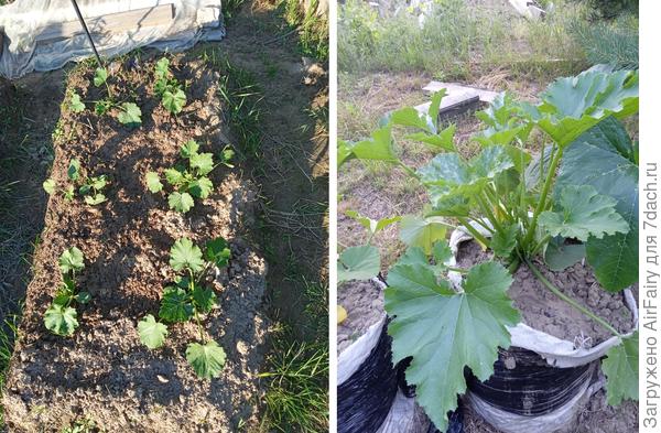 "Стахановцы", июль