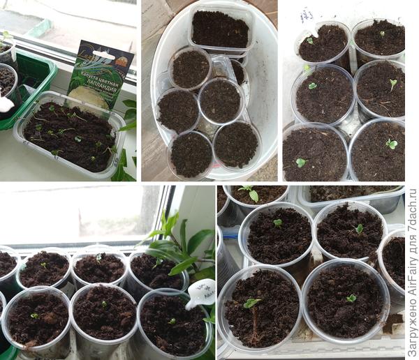 "Лапдандия", перевалка 22.05 = 17 шт.