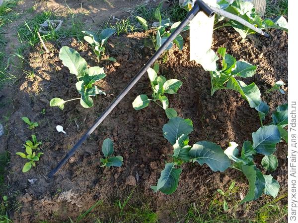 Капустный заморский островок, 3 июля