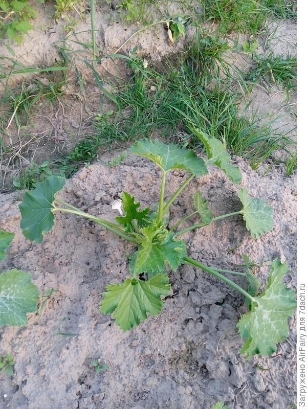 "Стахановец" (ВХ-1/3и4), 7 июля