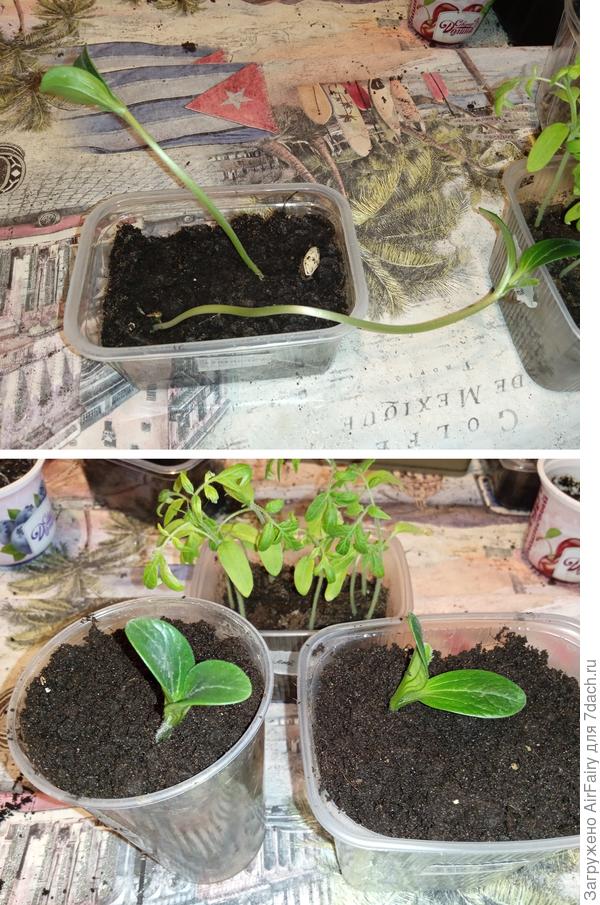 Перевалка 20 мая = 2 шт.