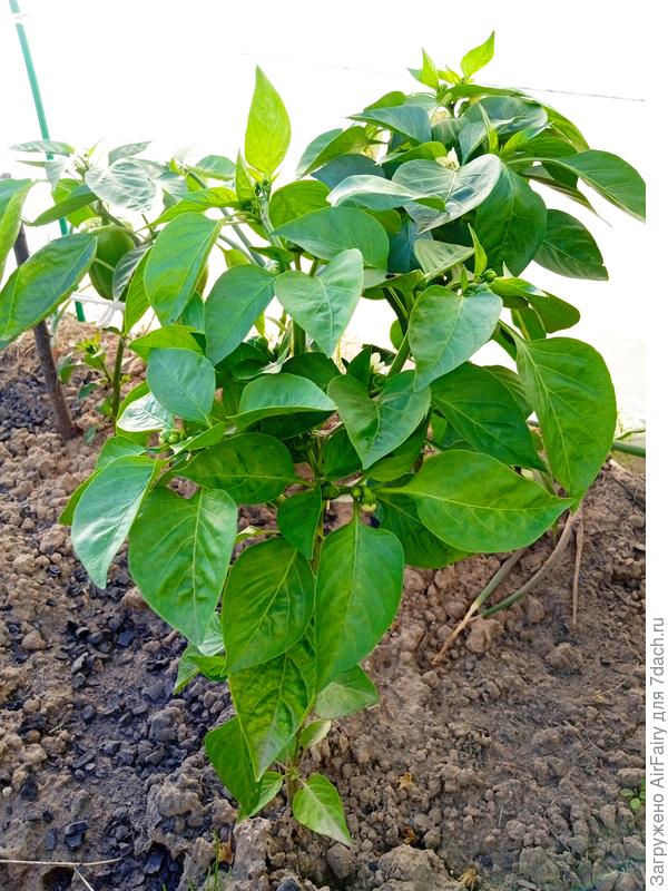 &#39;Европеец&#39;