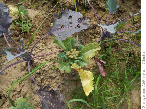 Капуста цветная 'Лапландия' (рассыпчатый малыш), 29 августа
