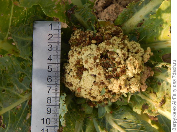 Болеющий кочешок