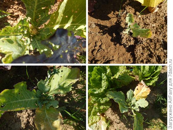 (вторая гряда), 17 августа