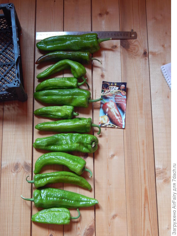 &#39;Царь салтан&#39;: первая партия