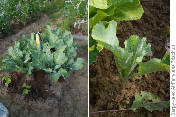 Капуста цветная 'Лапландия', 2 августа