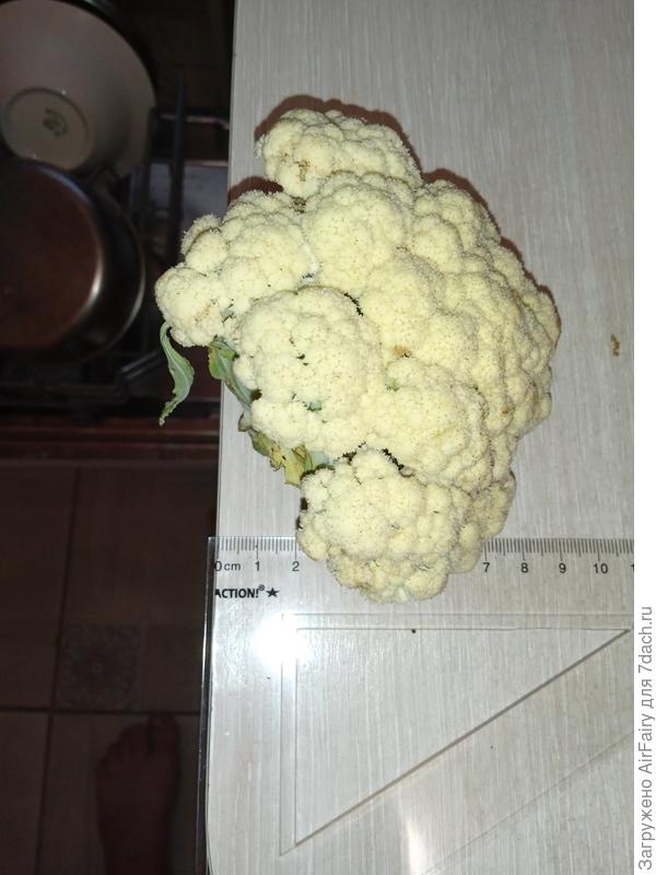 Высота соцветия