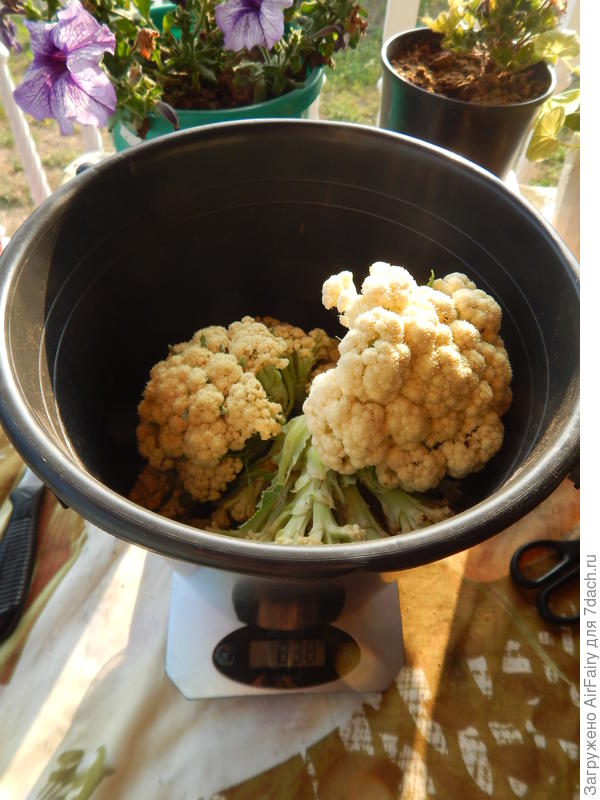 общий вес сбора