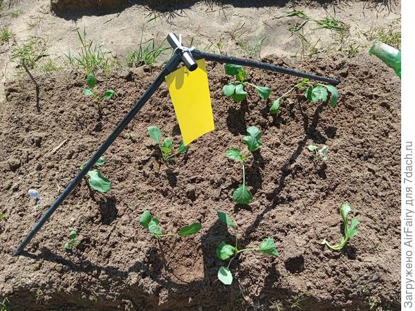 Первая гряда, 22 июня