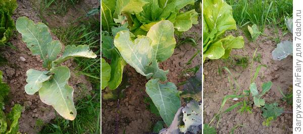 Капустка на второй грядке спустя месяц, 27 июля