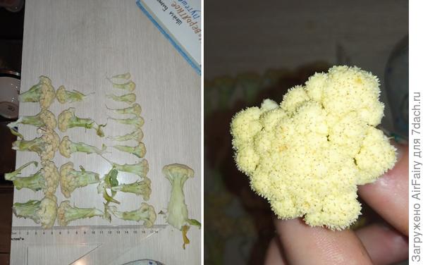Капуста цветная 'Лапландия': разбор по стручкам