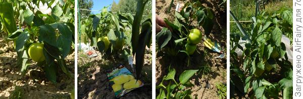 &#39;Золото героя&#39;: ~ 5 плодов на кусте
