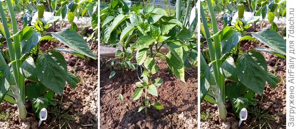 &#39;Европеец&#39;, 10 июля