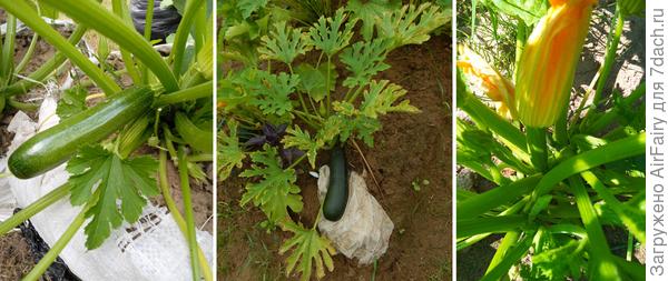 "Стахановцы"