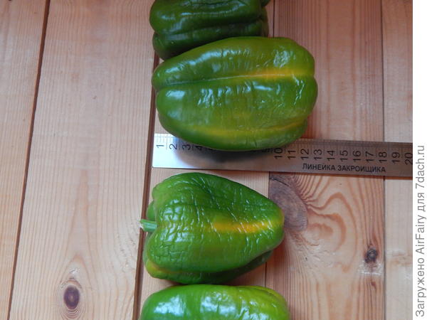 &#39;Рыжик&#39;